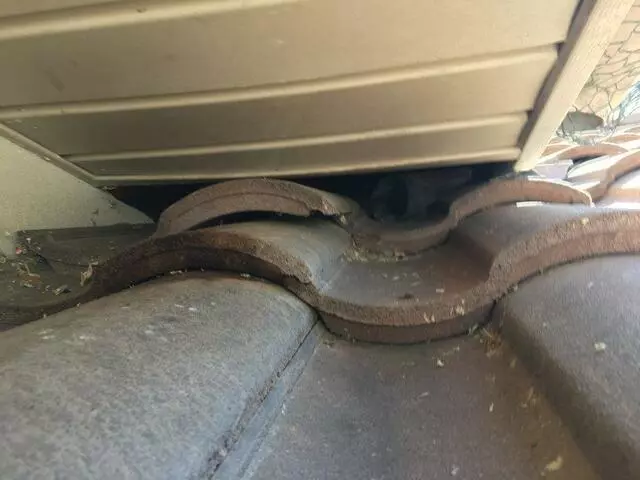 Austin Rat Removal and Control