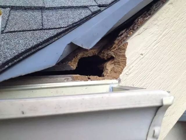 Austin Rat Removal and Control