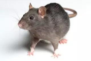 Austin Rat Removal and Control