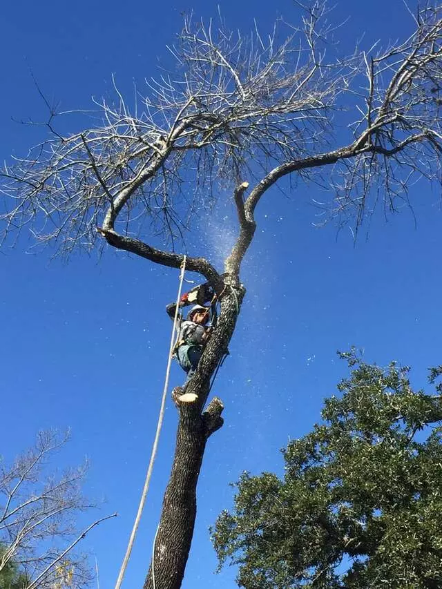 Angel Tree Care Services