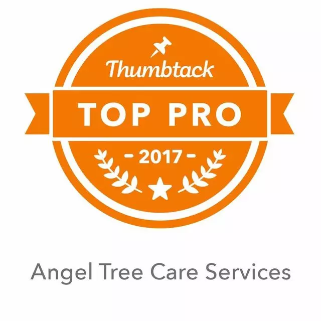 Angel Tree Care Services