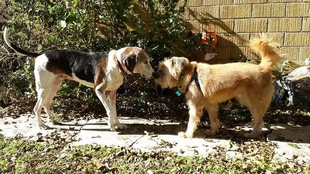 Ain’t Misbehaving Pet Training