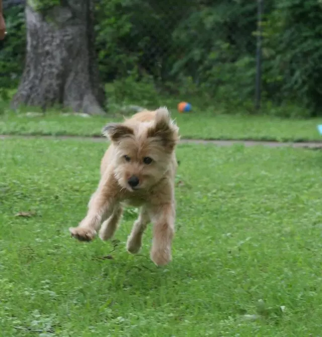 Ain’t Misbehaving Pet Training