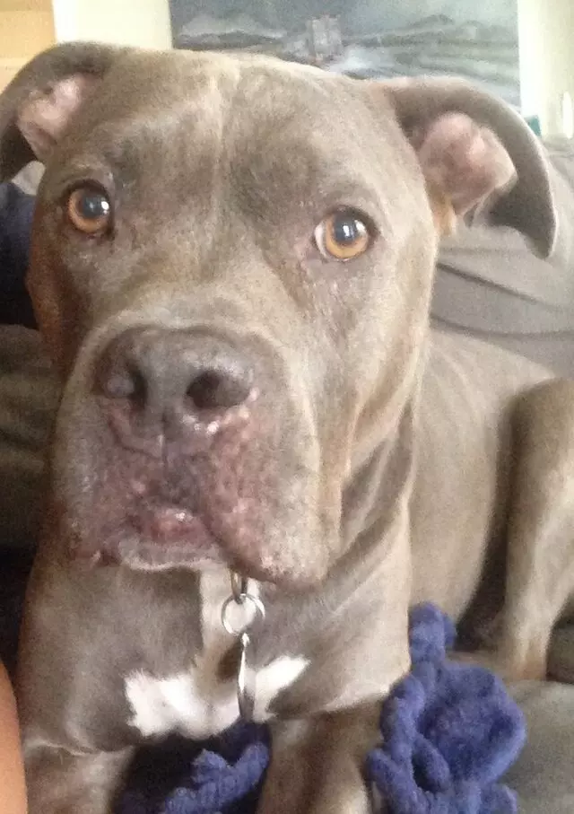 Ain’t Misbehaving Pet Training