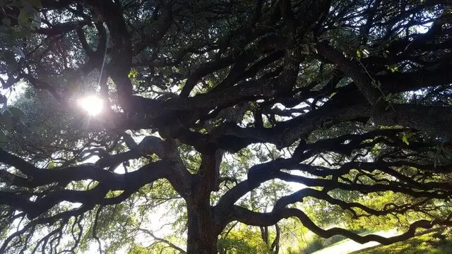 ATX Tree Guy