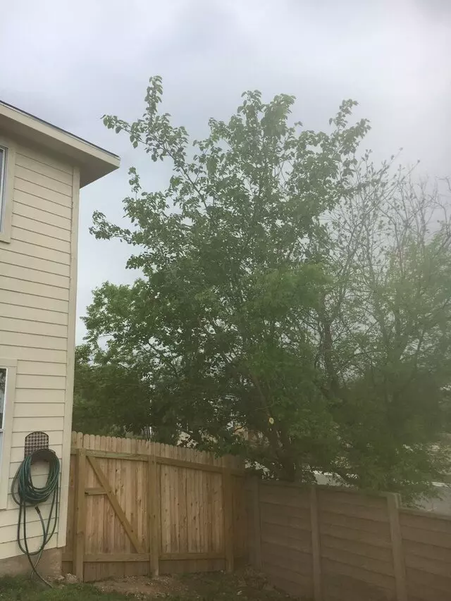 ATX Tree Guy
