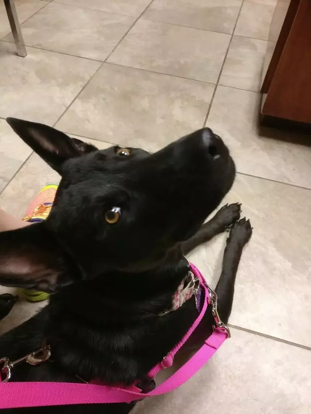 Austin Veterinary Diagnostic Hospital
