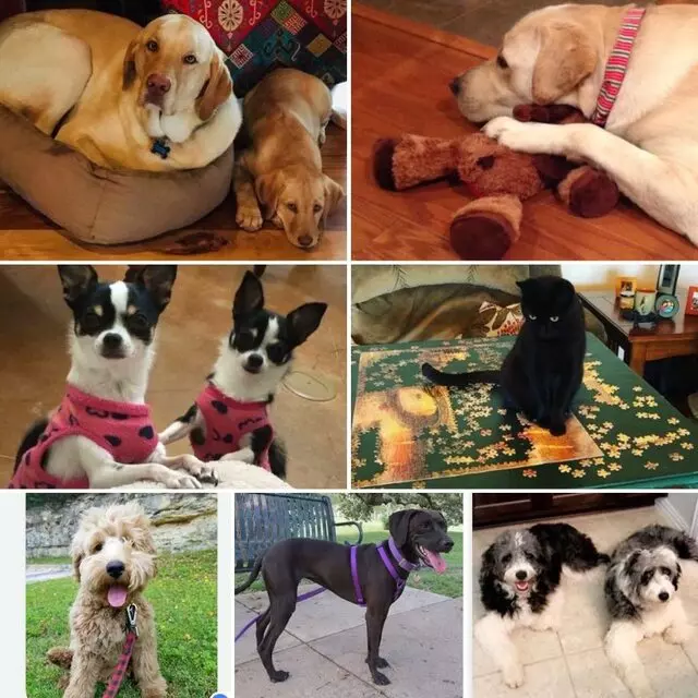 Austin Veterinary Diagnostic Hospital