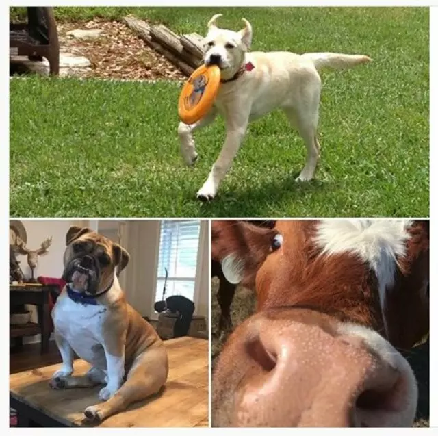 Austin Veterinary Diagnostic Hospital