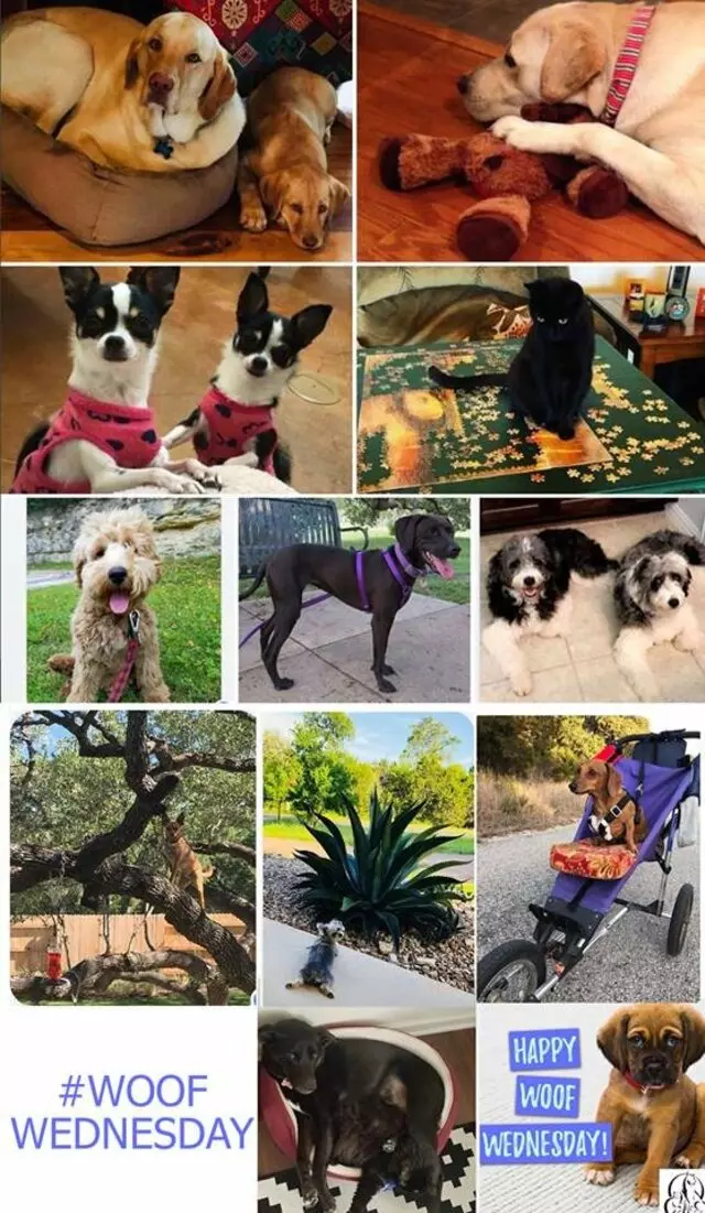 Austin Veterinary Diagnostic Hospital