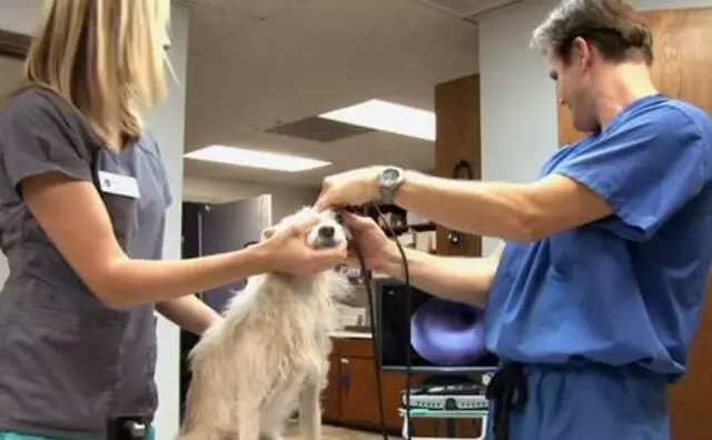 Austin Veterinary Diagnostic Hospital