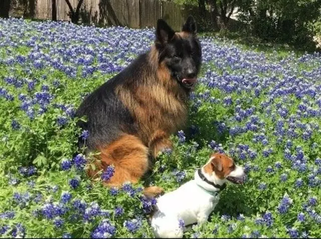 Austin Veterinary Diagnostic Hospital
