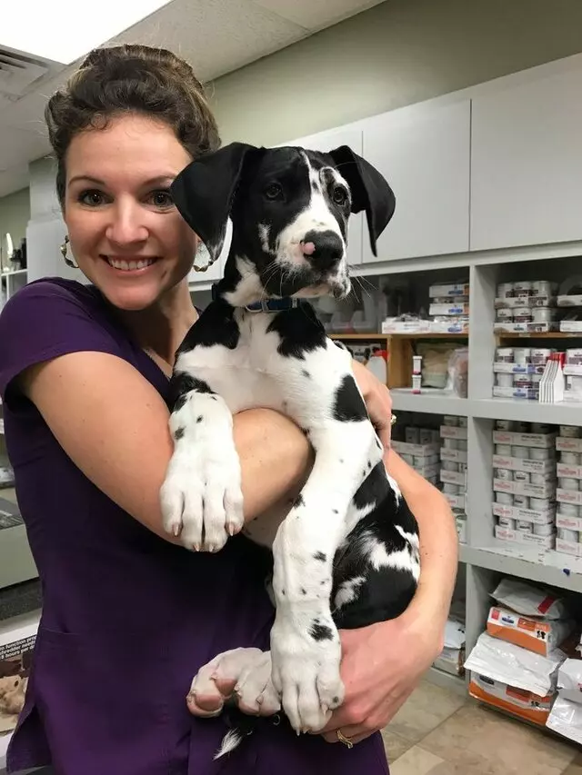 Austin Veterinary Diagnostic Hospital