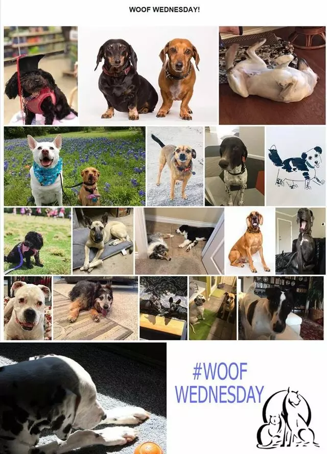 Austin Veterinary Diagnostic Hospital