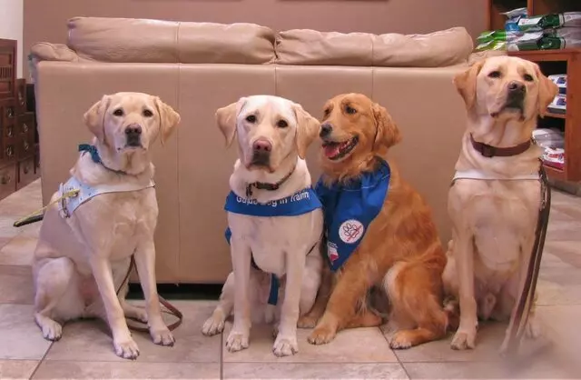 Austin Veterinary Diagnostic Hospital