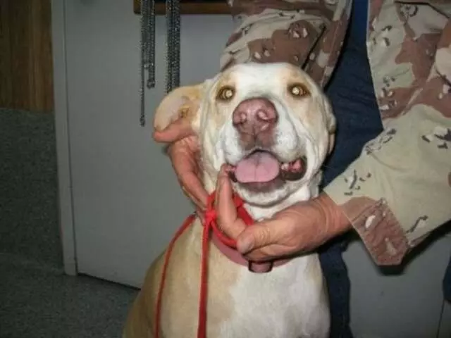 Austin Veterinary Diagnostic Hospital
