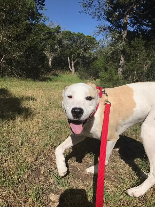 Austin Veterinary Diagnostic Hospital