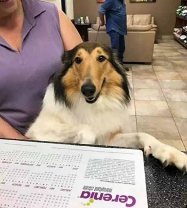 Austin Veterinary Diagnostic Hospital