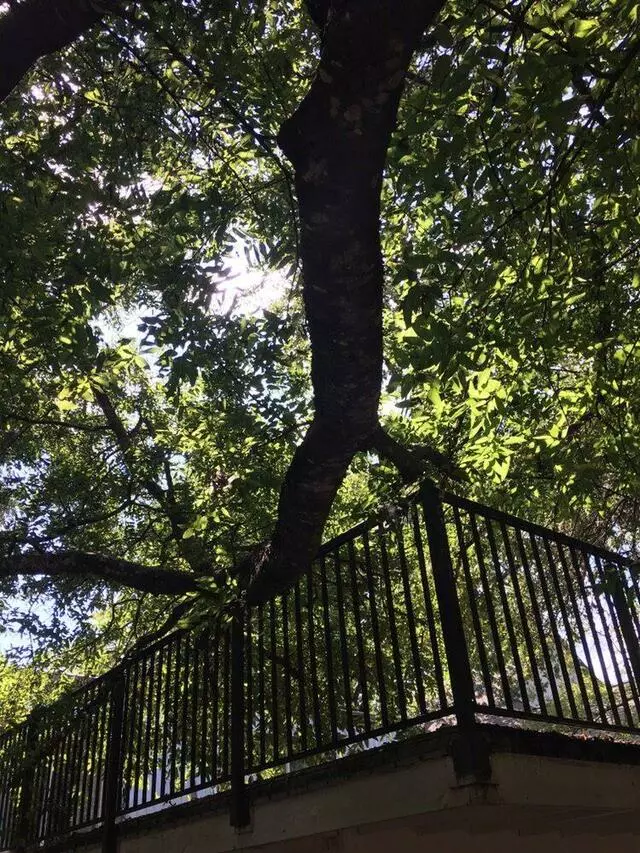 Amigos Tree Service