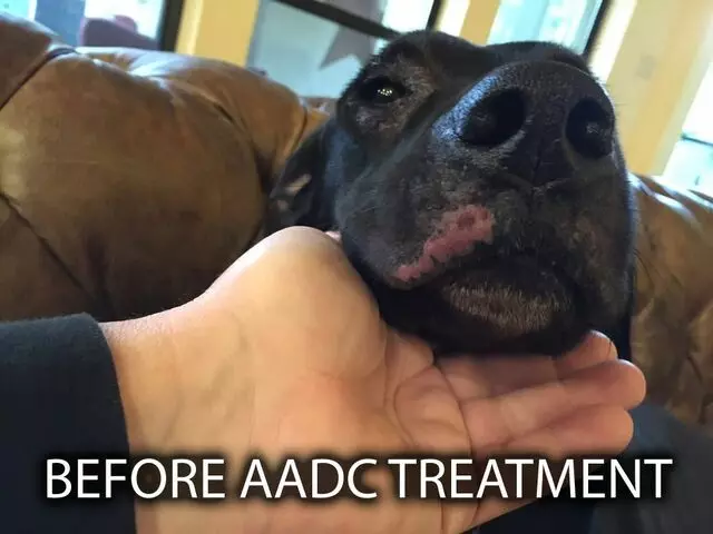 Animal Allergy & Dermatology Center of Central Texas