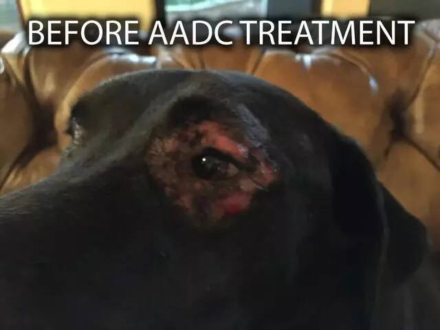 Animal Allergy & Dermatology Center of Central Texas