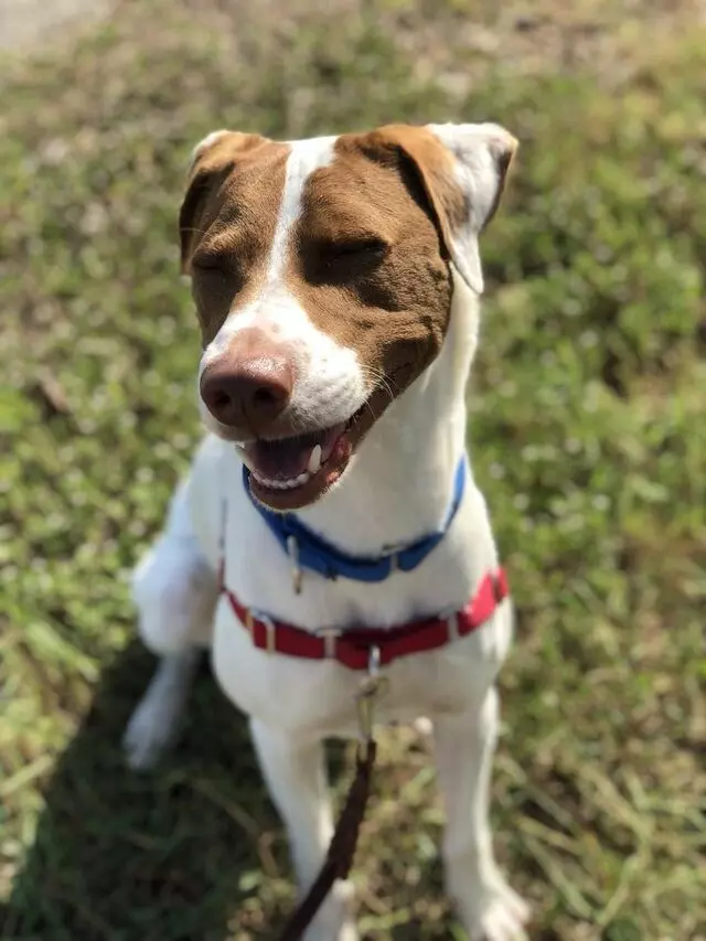 Taurus Bark&Zoom