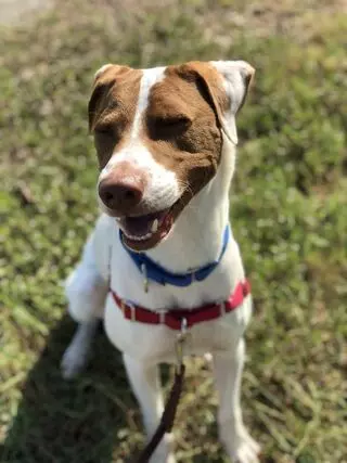 Taurus Bark&Zoom