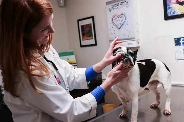 AM/PM Animal Hospital