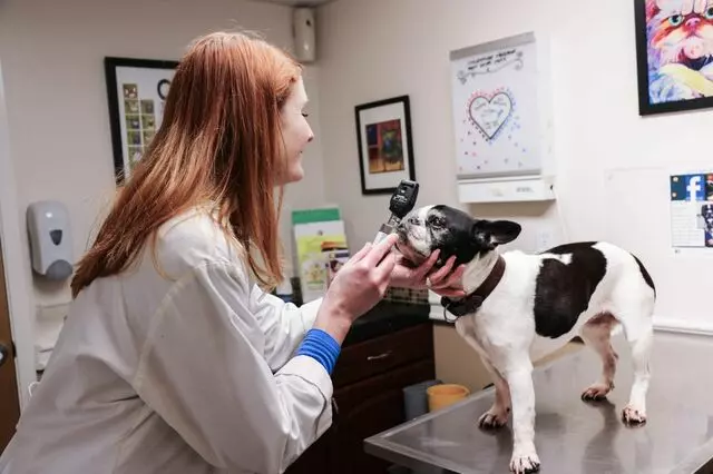 AM/PM Animal Hospital