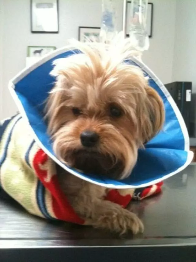 AM/PM Animal Hospital