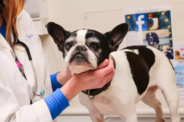 AM/PM Animal Hospital