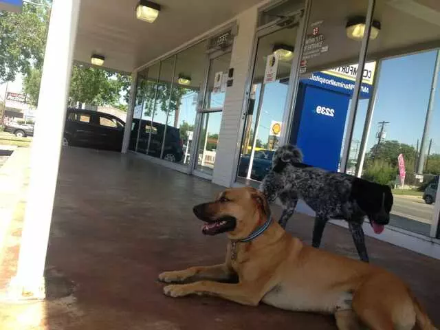 AM/PM Animal Hospital