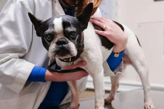 AM/PM Animal Hospital