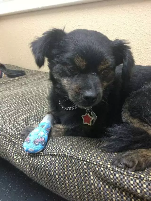 AM/PM Animal Hospital