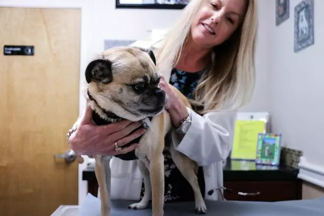 AM/PM Animal Hospital
