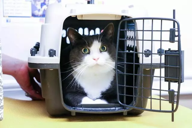 AM/PM Animal Hospital