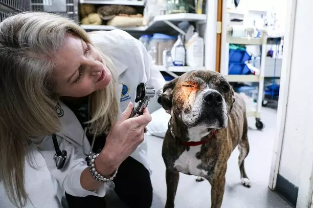 AM/PM Animal Hospital