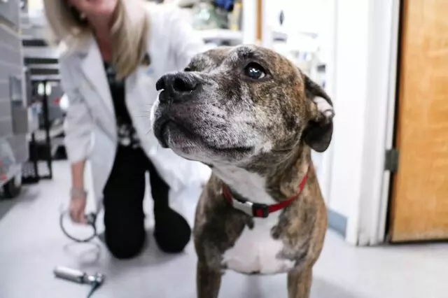 AM/PM Animal Hospital
