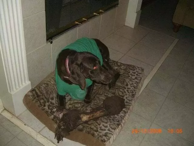 AM/PM Animal Hospital