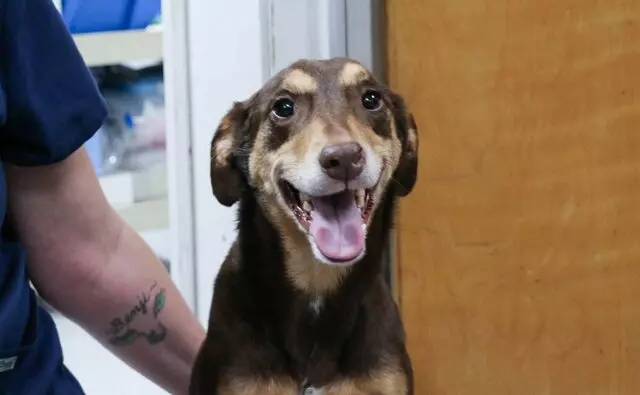 AM/PM Animal Hospital