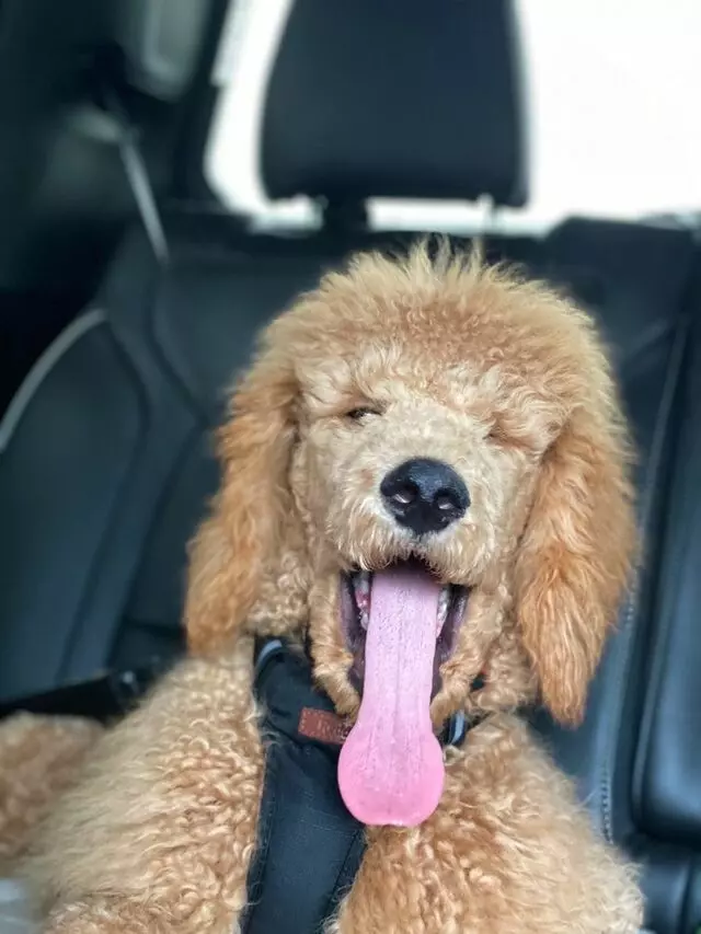 Dogtopia