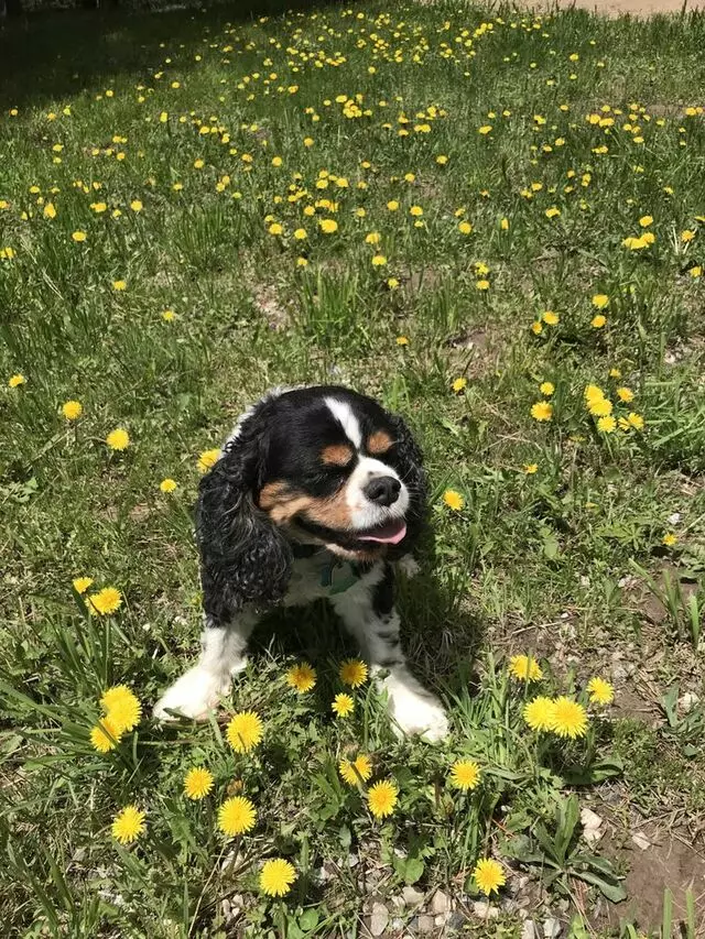 Austin In Home Pet Sitting
