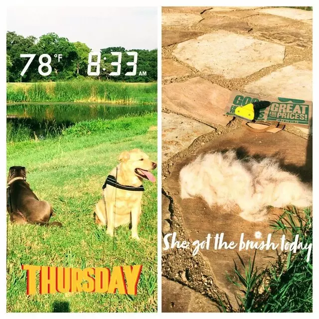Austin In Home Pet Sitting