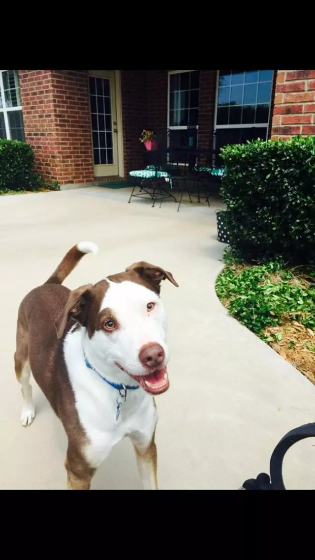 Austin In Home Pet Sitting