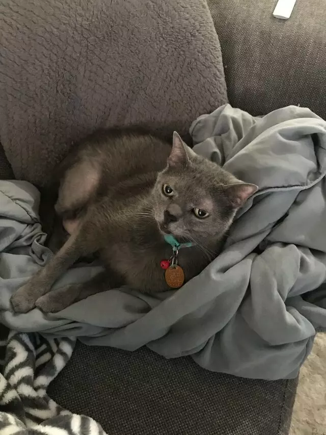 Austin In Home Pet Sitting