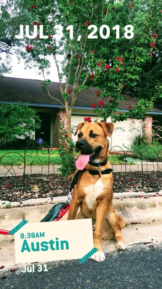 Austin In Home Pet Sitting