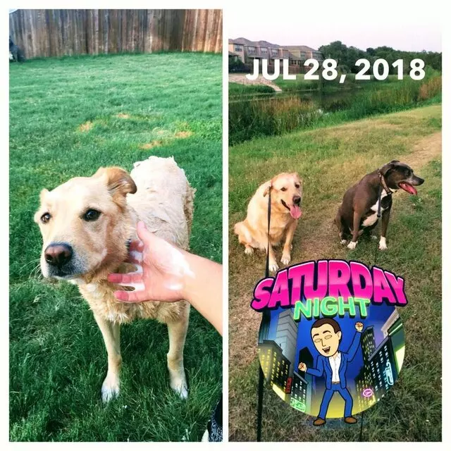 Austin In Home Pet Sitting