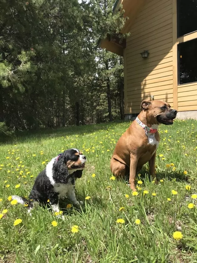 Austin In Home Pet Sitting