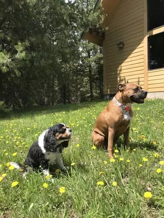 Austin In Home Pet Sitting