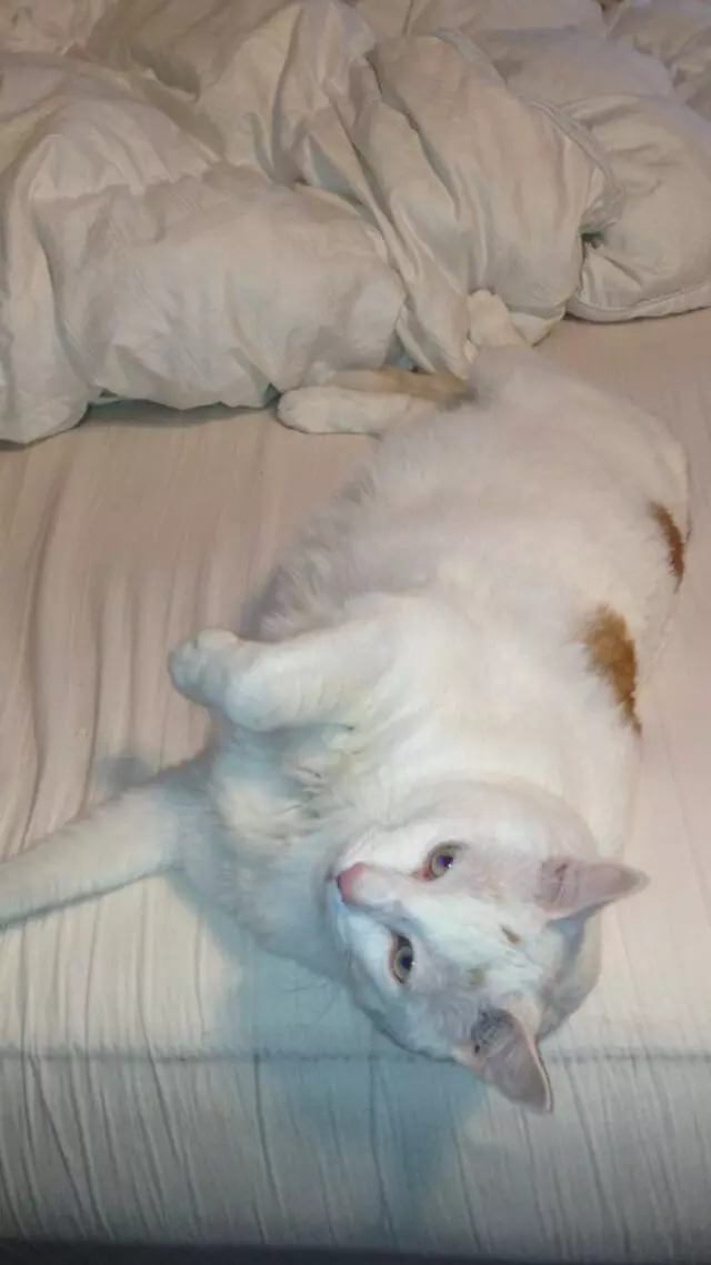Austin In Home Pet Sitting
